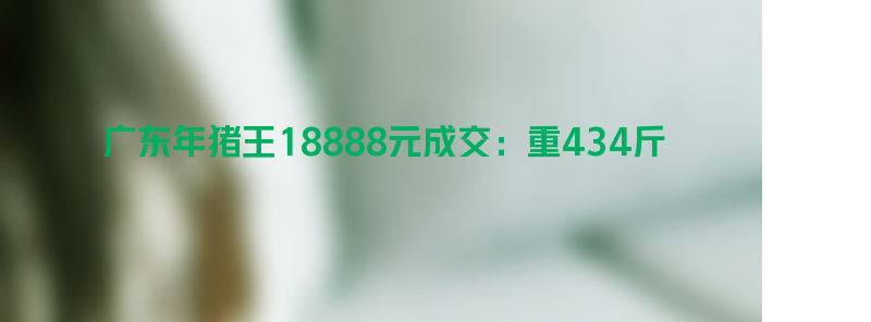 最具仪式感！广东年猪王18888元成交：重434斤