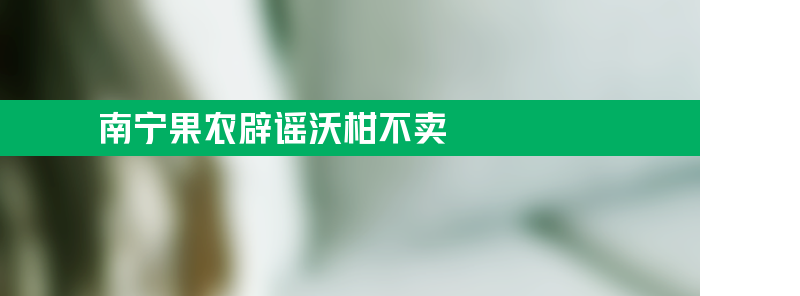 南宁果农辟谣沃柑倒掉也不卖 并非品质好的沃柑