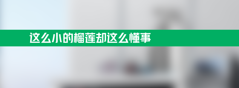 这么小的榴莲却这么懂事 巴掌大开出4房果肉