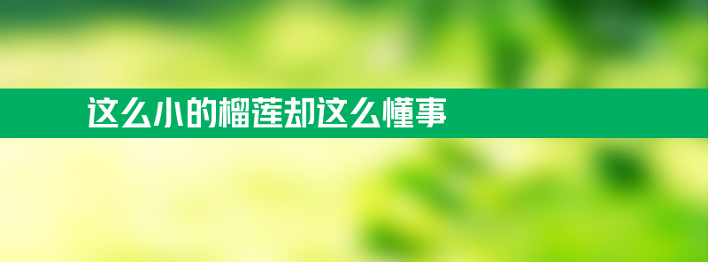 这么小的榴莲却这么懂事 巴掌大小出4房果肉仅花37元