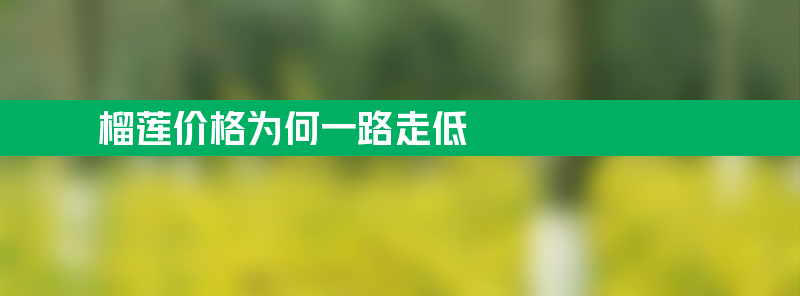 榴莲价格为何一路走低？批发价格直接“腰斩”